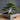 Minimalistický čtvercový květináč pro bonsai stromy