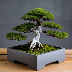 Minimalistický čtvercový květináč pro bonsai stromy